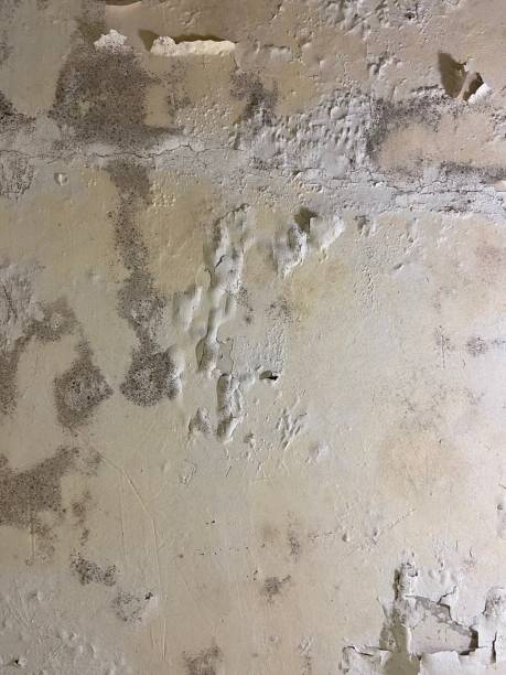 Best Mold Inspection  in Lancaster, SC