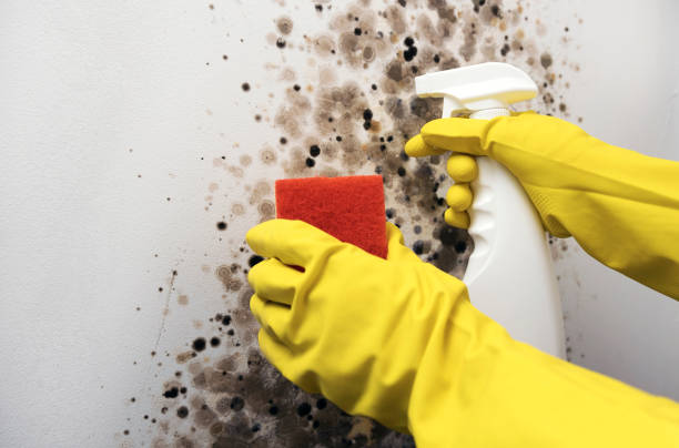 Mold Testing and Removal in Lancaster, SC